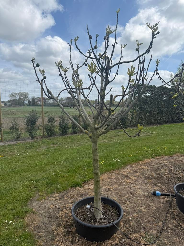 Vijgenboom… mooie stam, Ophalen, Winter