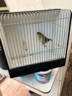 Koppel sijzen, Dieren en Toebehoren, Vogels | Overige Vogels, Meerdere dieren, Wildzangvogel, Geringd