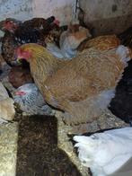 Brahma goudpatrijs blauw, Dieren en Toebehoren, Pluimvee