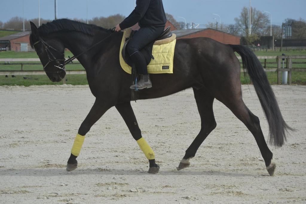 Super lieve kwpn ruin deze week ophalen !, Ruin