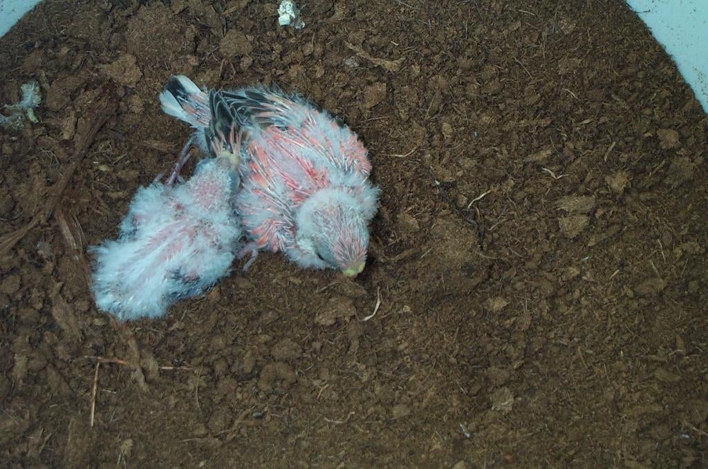 Roze bourkes om verder met spuit groot te brengen, Dieren en Toebehoren, Vogels | Parkieten en Papegaaien, Parkiet, Tam