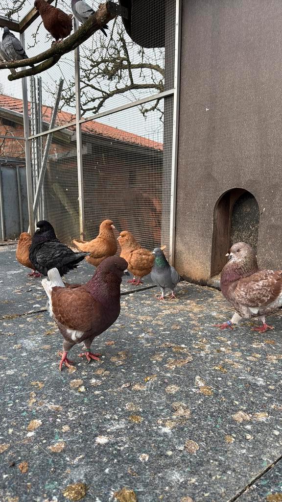 King duiven, Dieren en Toebehoren, Pluimvee