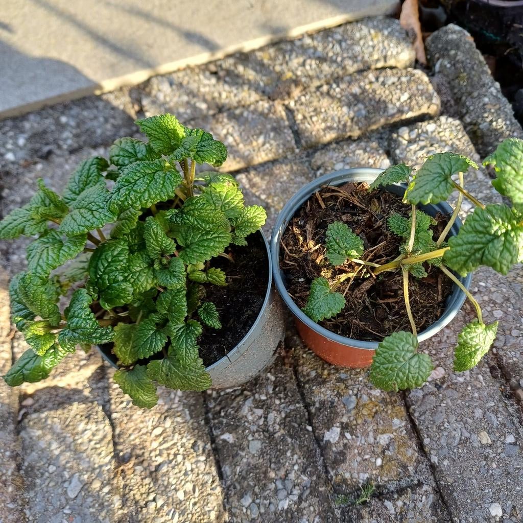 Citroenmelisse, Tuin en Terras, Ophalen, Vaste plant