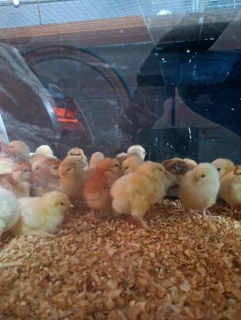 Kuikens (100%hennen), Animaux & Accessoires, Volatiles