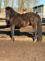 Sidekick Z, 165 à 170 cm, Avec pedigree, Étalon, 3 à 6 ans