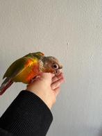 pyrrhura molinea eam, Animaux & Accessoires, Oiseaux | Perruches & Perroquets