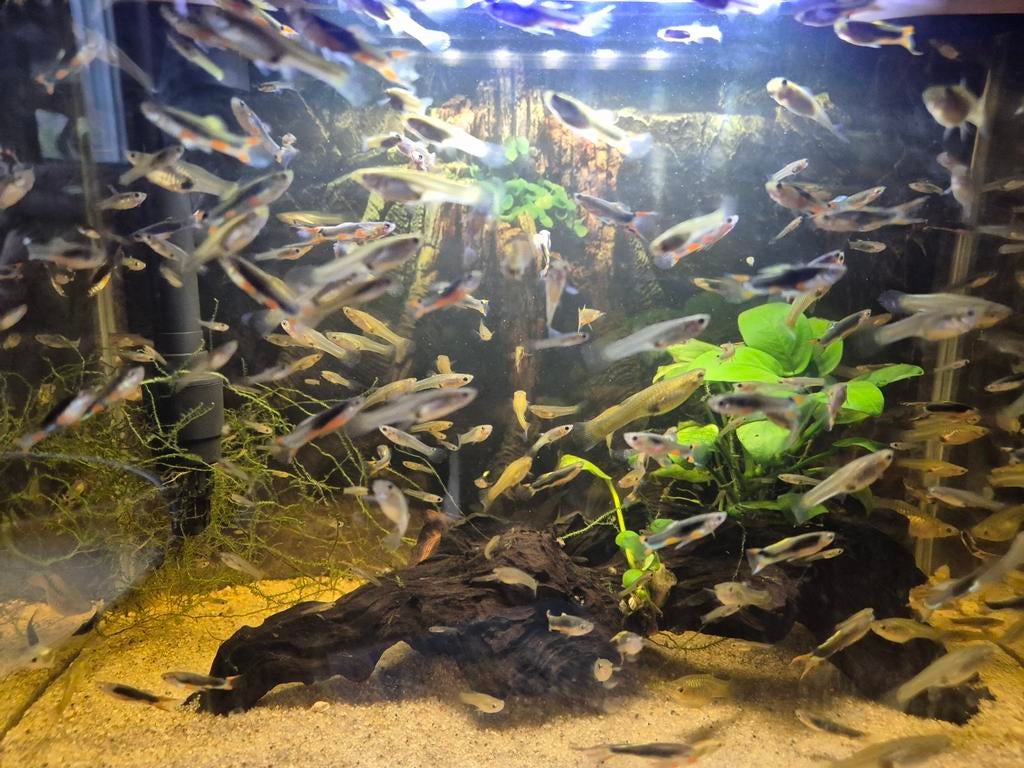 Endlers mix Santa Maria, Vis