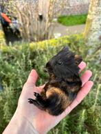 Cavia’s borstelhaar, Dieren en Toebehoren, Meerdere dieren, Tam, Maart, Cavia