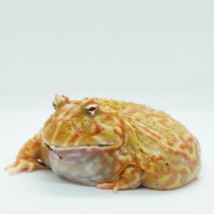 Pacman kikker Strawberry te koop, Dieren en Toebehoren, Reptielen en Amfibieën, Amfibie, 0 tot 2 jaar, Tam