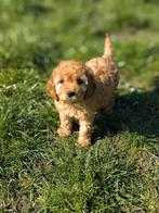 De magnifiques chiots Cockapoo sont nés chez nous !, Taille moyenne, Plusieurs, Hépatite contagieuse (maladie de Rubarth), Belgique