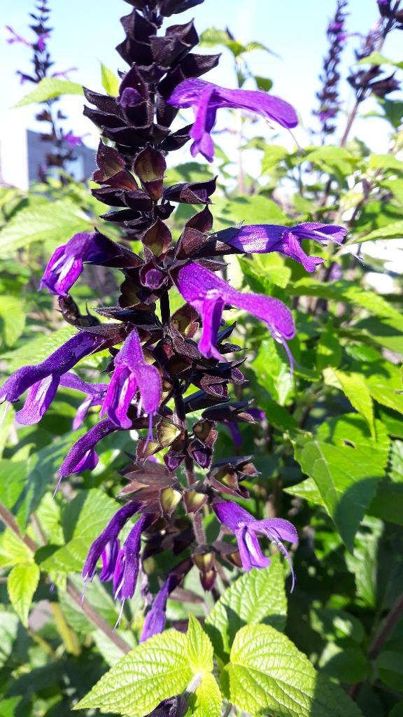 Salvia Hybrid ‘Amistad’, Jardin & Terrasse, Plantes | Jardin, Plein soleil, Enlèvement, Plante fixe, Été