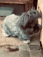 Angora koppeltje., Dieren en Toebehoren, Konijnen, Groot