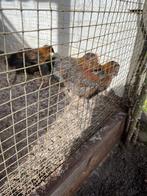 Jonge marrans haantjes, Mâle, Poule ou poulet