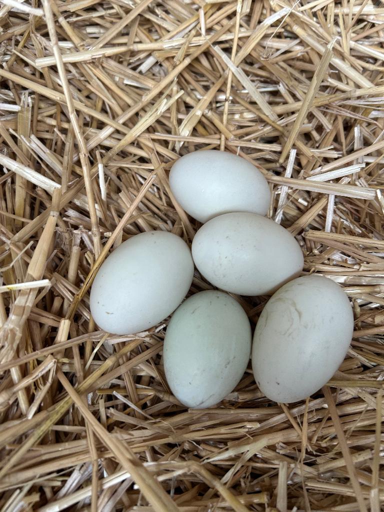 Eieren eend bio, Ophalen