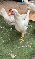 Legkippen, Vrouwelijk, Kip
