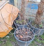 Figuier, ficus, figuier, figuier, Enlèvement