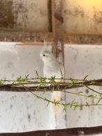 Callopsittes à vendre, Dieren en Toebehoren