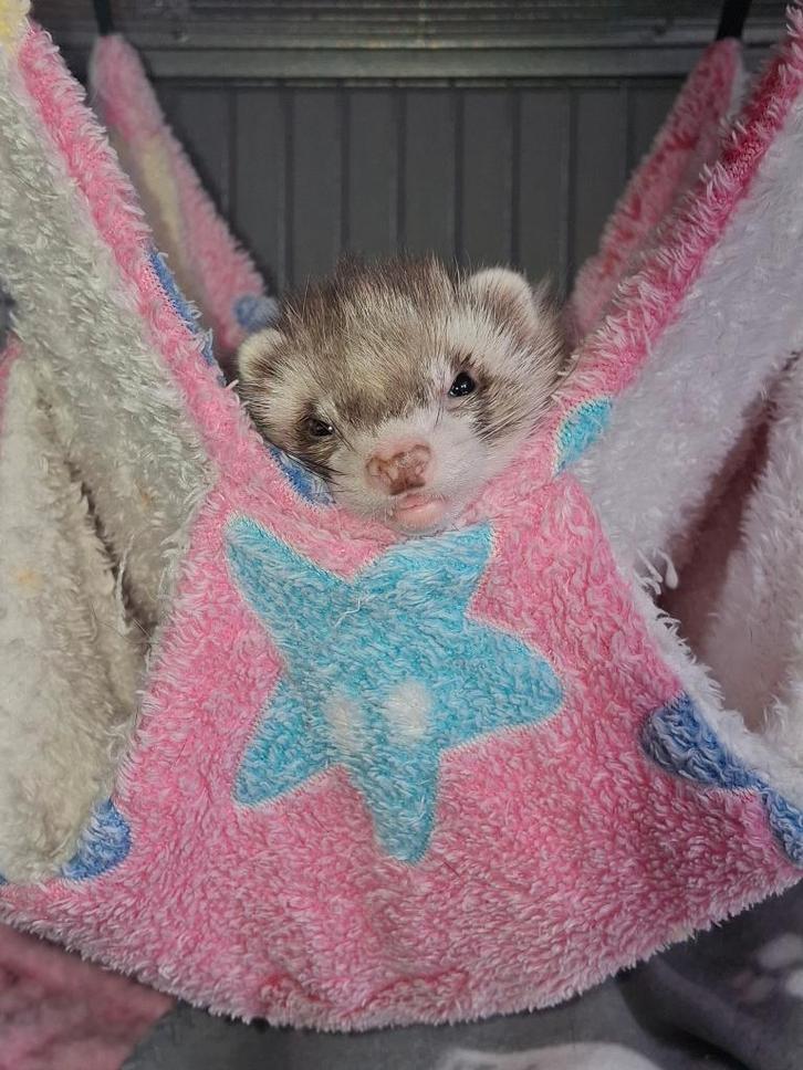 2 handtamme fretten ter adoptie, Dieren en Toebehoren, Konijnen, Vrouwelijk, 0 tot 2 jaar