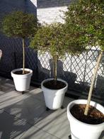 3 boompjes met witte pot 100 euro voor de 3 stuks samen, Ophalen, In pot, Volle zon, 100 tot 250 cm