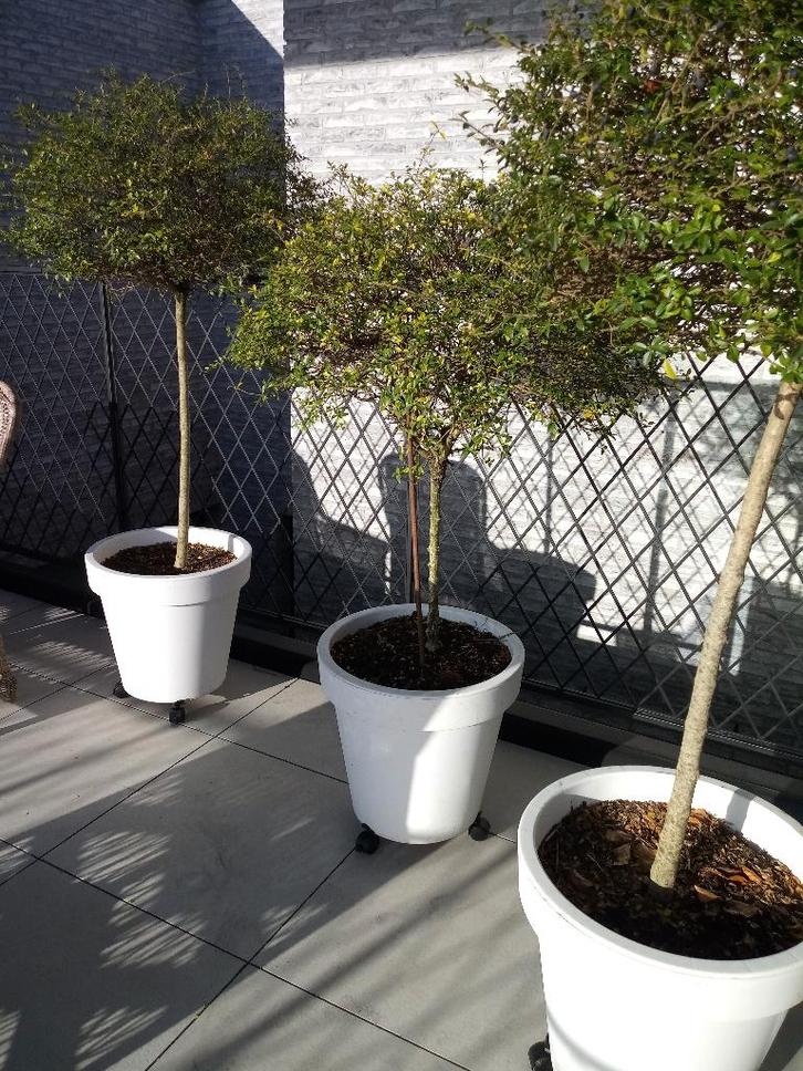 3 boompjes met witte pot 100 euro voor de 3 stuks samen, Jardin & Terrasse, Plantes | Arbres, 100 à 250 cm, Plein soleil, En pot