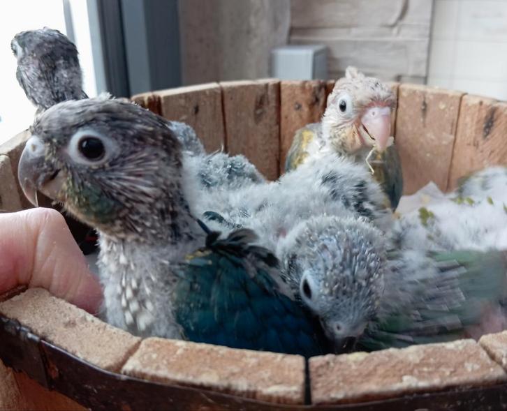Conures molinae eam, Dieren en Toebehoren, Vogels | Parkieten en Papegaaien