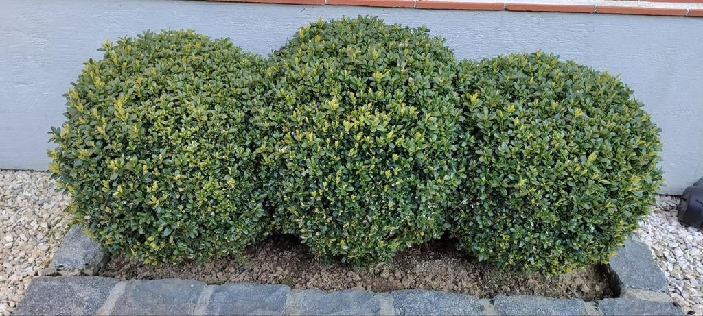 Buxus bollen, Ophalen, Buxus, Struik, Minder dan 100 cm