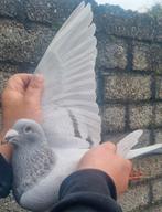 Postduif Super Inbred "KITTEL", Dieren en Toebehoren, Vogels | Duiven, Mannelijk, Postduif