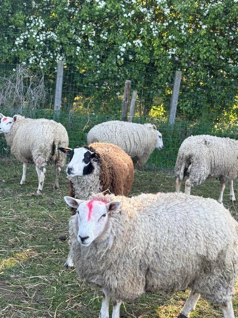 Mooie ram te koop – gezond en sterk, Animaux & Accessoires, Moutons, Chèvres & Cochons, Mâle, Mouton, 0 à 2 ans