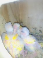 Handopfok kakariki, Dieren en Toebehoren