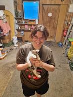 Cat sitting, Pension of Dagopvang