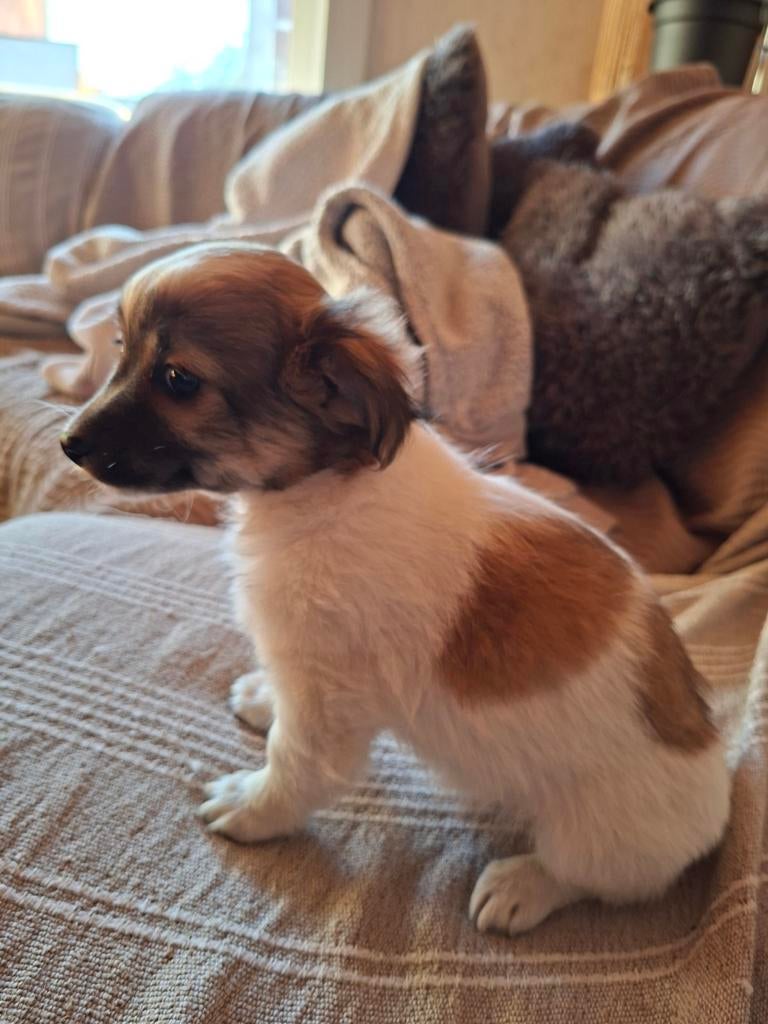 Chihuahua pups geboren 22/02/2026, Dieren en Toebehoren, Honden | Chihuahua's en Gezelschapshonden, Meerdere dieren, Chihuahua