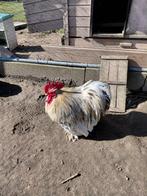 Coq cochin naine, Animaux & Accessoires, Mâle, Poule ou poulet