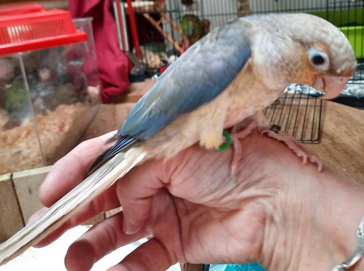 Conure molinae turquoise violet EAM, Dieren en Toebehoren, Vogels | Parkieten en Papegaaien