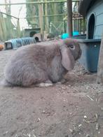 Choco minilop rammetje, Dieren en Toebehoren, Mannelijk, Dwerg, Hangoor, 0 tot 2 jaar