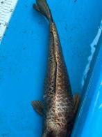 Gratis 45 cm koi (krim), Dieren en Toebehoren, Karper of Koi