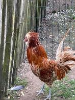 Padua- haan geslachtsrijp, Mâle, Poule ou poulet