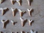 Magnifique lot 30 dents de requins FOSSILES, Enlèvement ou Envoi, Fossile