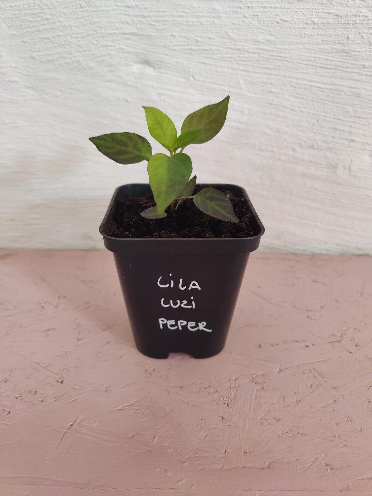 Pepers Lila Luzi, Tuin en Terras, Planten | Tuinplanten, Eenjarig, Kruiden, Volle zon, Zomer, Ophalen