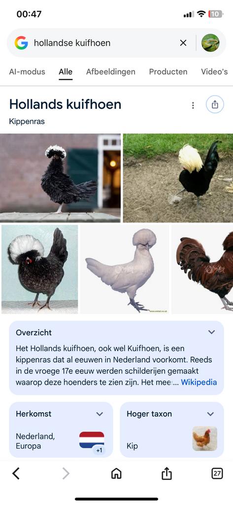 Hollandse kuifhoen kippen, eitjes, kuikens GEZOCHT