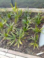 Palmboomjes, Ophalen of Verzenden, Winter