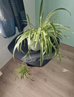Lot kamerplant , Graslelie,  Sanseveria ....., Huis en Inrichting, Kamerplanten, Ophalen