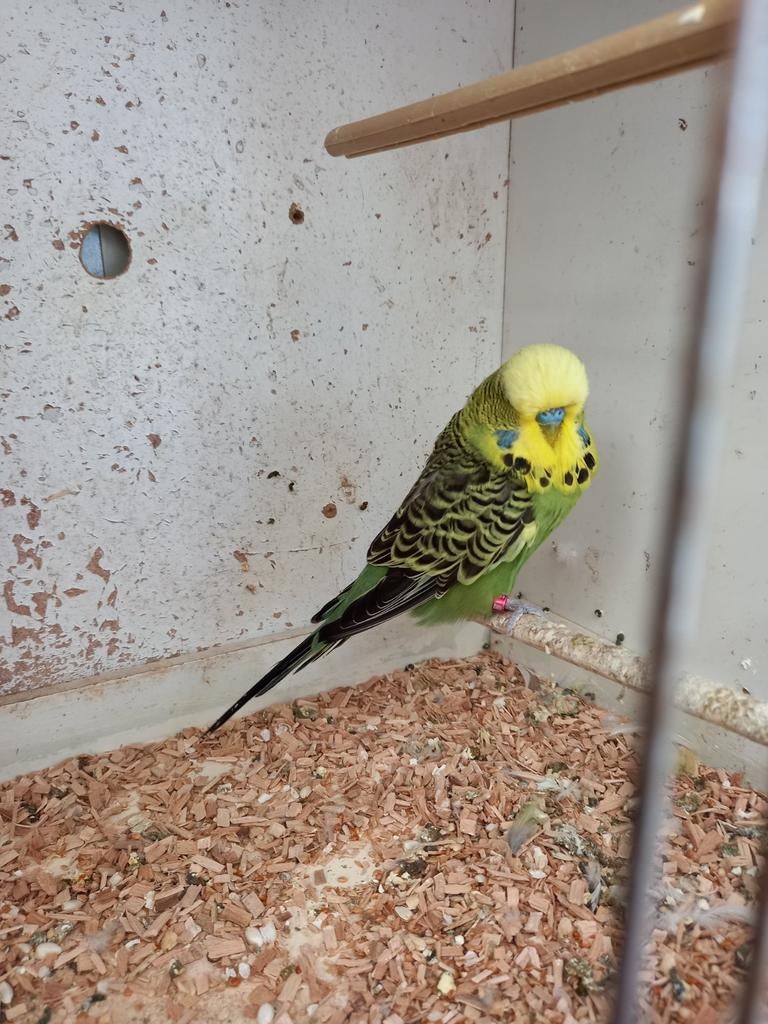 Engelse grasparkieten.  3 bewezen kweekkoppels, Dieren en Toebehoren