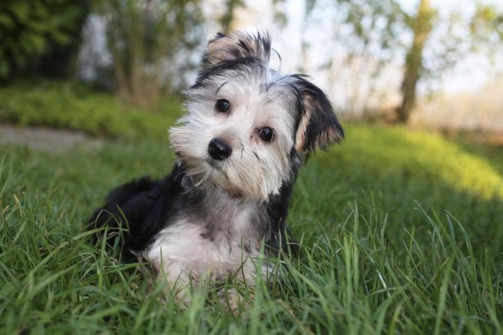 Morkie teefje puppy, geboren 27 december, Dieren en Toebehoren, Honden | Chihuahua's en Gezelschapshonden, Teef, Overige rassen