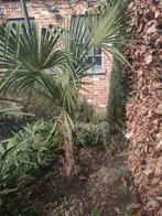 Palmboom, Enlèvement, Palmier