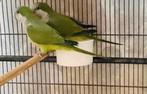 Conure souris pour les deux.  200 euro