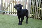 Superbes chiots Black Labrador, parents testés, Animaux & Accessoires, Chienne, Belgique, Labrador retriever, Un chien