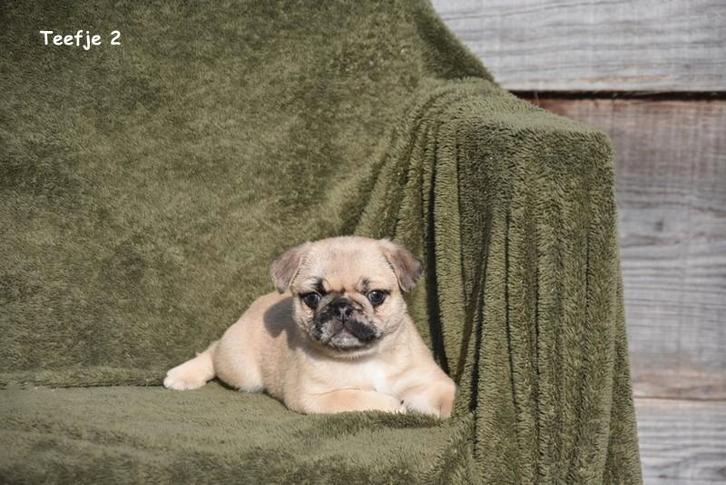 Prachtig Mopshond teefje, Animaux & Accessoires, Chiens | Bouledogues, Pinschers & Molossoïdes, Plusieurs animaux, Autres races