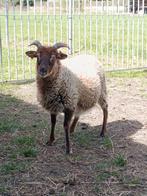 Jonge ooien, Dieren en Toebehoren