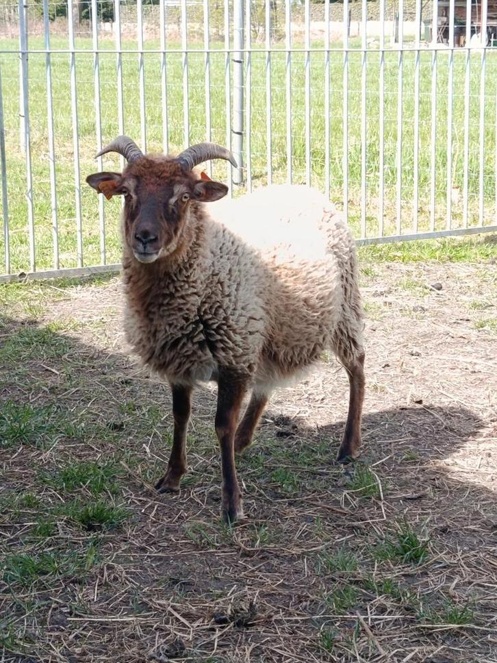 Jonge ooien, Dieren en Toebehoren, Schapen, Geiten en Varkens