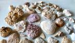 Joli lot de coquillages fossilisés, Enlèvement ou Envoi, Coquillage(s)